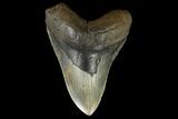 Fossil Megalodon Tooth - North Carolina #124417-1